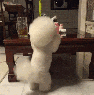 头大腿短傻傻的, 但比熊是真的萌