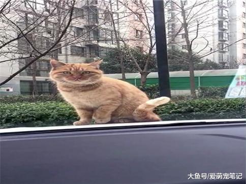 网友上班时, 车前有只橘猫不停地舔舐毛发, 鸣笛后猫咪反应好搞笑