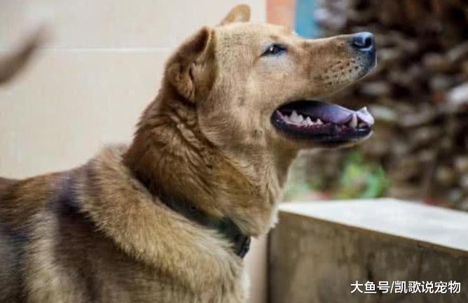 主人意外死去, 狗狗栓在铁链上饿到皮包骨, 幸亏被好人收养了