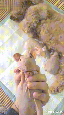 主人: 你这生了些什么啥, 连毛都没有! 泰迪: 我还是黄花大闺女呢