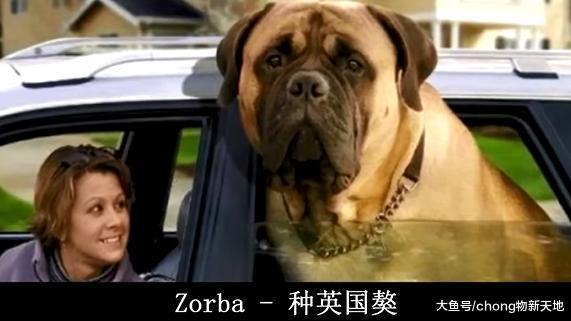 吉尼斯世界纪录中五个最大的狗, 又高又壮看了让人胆寒