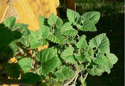 猫咪吸食猫薄荷后会疯癫到什么程度?