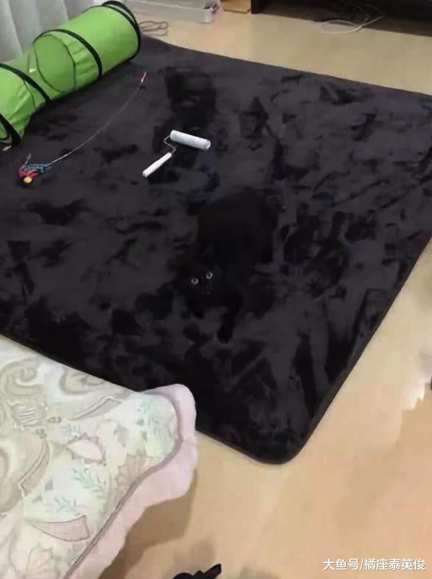 黑猫: 明明是两只猫的电影, 凭什么我不能有姓名?