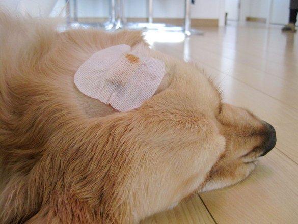 狗狗越胖越容易长脂肪瘤, 虽然不致命但还是要预防