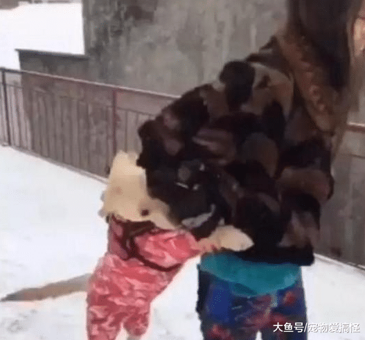 女主人假装跳楼, 宠物狗看见后, 接下来的做法很感