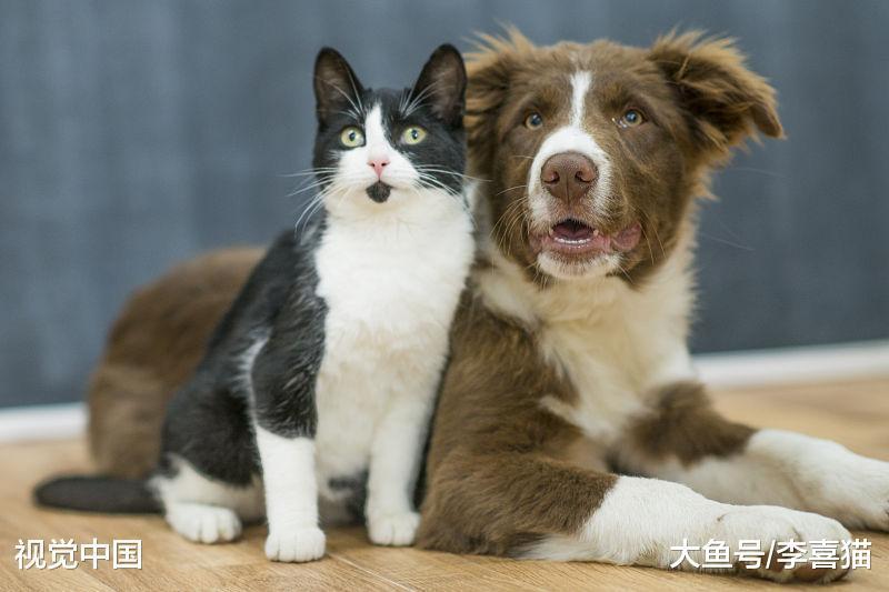 怎么在国外买猫狗