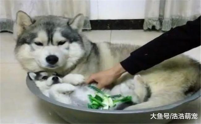 二哈出门长时间未归, 晚上朋友发来消息, 我看后哈哈大笑