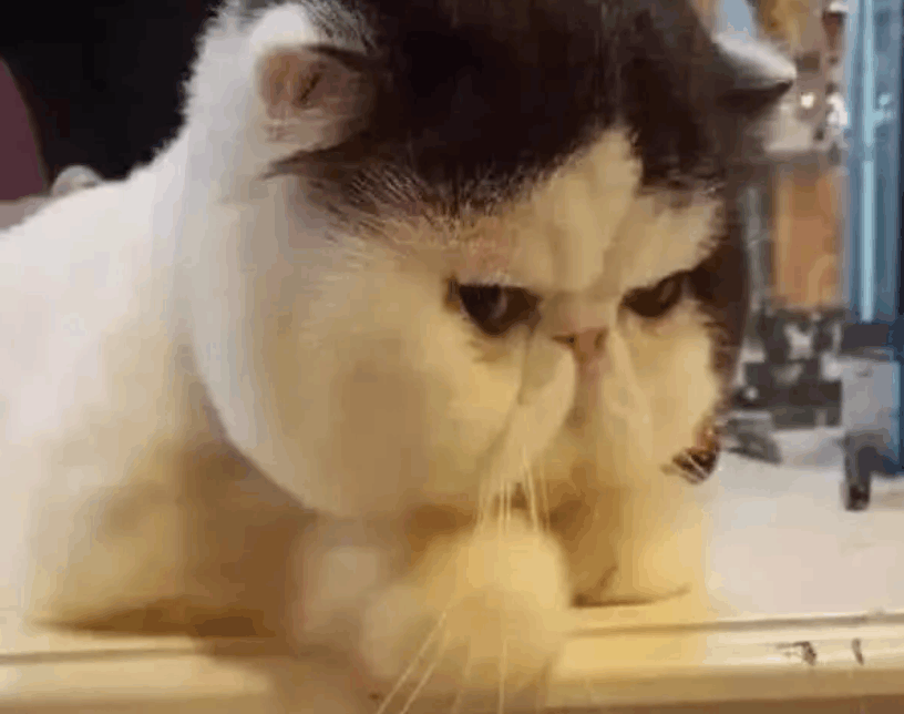 被爷爷奶奶染指过的猫咪, 就算剃毛之后, 真身依旧如此壮观!
