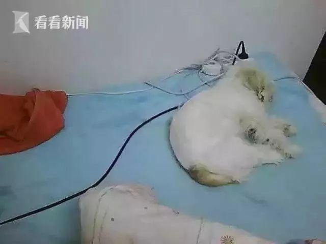 丢失8年的狗狗自己走回来了 这个狗还真是聪明且忠诚