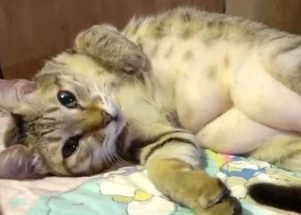 主人在家加班到半夜, 猫咪趴在床上等他睡觉, 主人心都暖化了