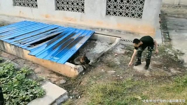警犬也有犯傻的时候啊, 德牧掉粪坑里了出不来, 还是金毛喊的人