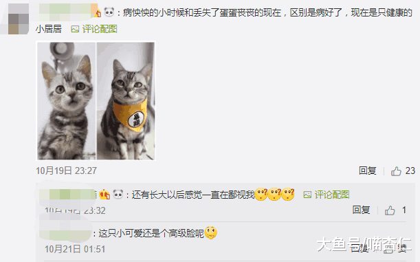 你家的猫咪小时候跟长大后有什么变化吗? 网友: 一言难尽