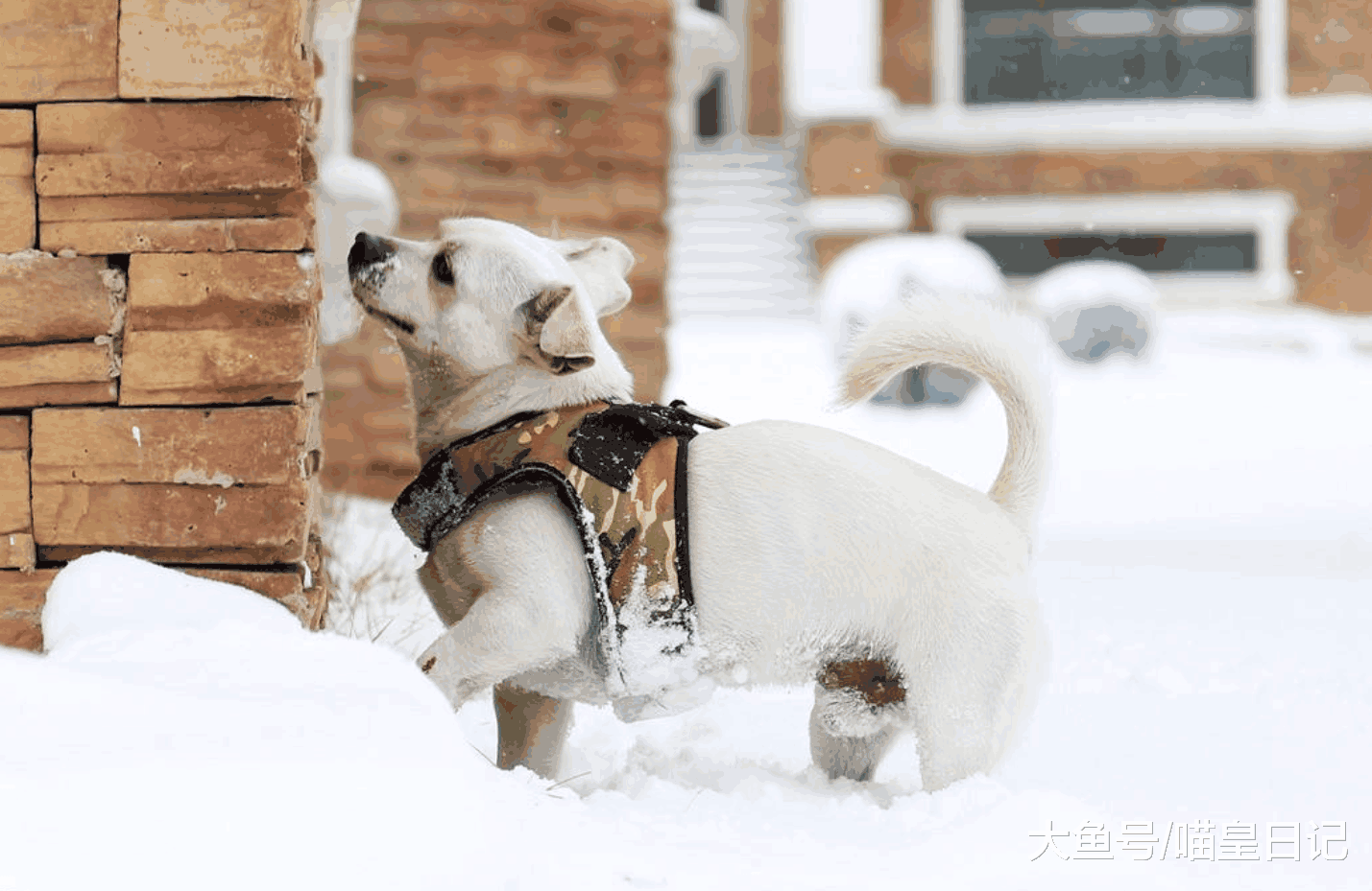 狗狗身上的这七个小秘密, 每一个都和主人息息相关, 你知道吗?