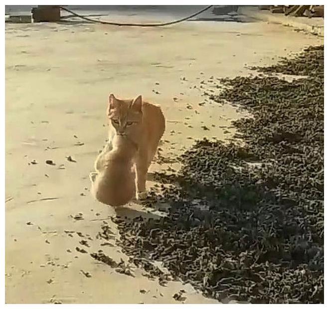 猫咪突然带了只小猫回家, 模样: 主人, 刚出炉的我儿子, 快养起来