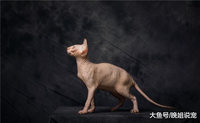 最听话的5种猫咪, 狸花猫在内, 第一个一般人买不起