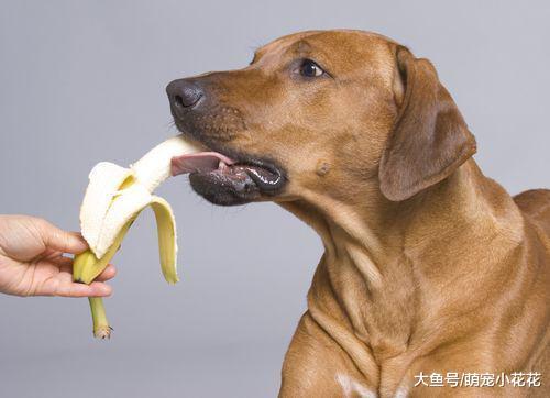 日常中的6种“美食”, 再好吃也不要给狗狗喂, 丢命你负责不起!