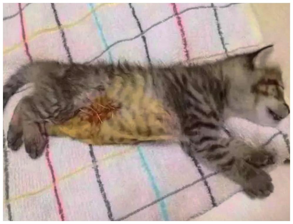 流浪猫腹部有伤, 哈士奇当贴心“护士姐姐”, 不久后它却失落了