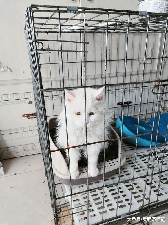 女孩晒出一只找领养的流浪猫, 网友: 这颜值, 丝毫不比品种猫差啊