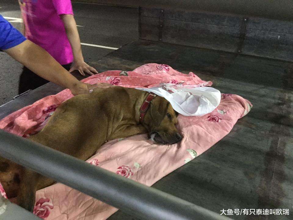 忠犬力拼毒蛇拯救家人「牺牲中毒身亡」, 主人泪「行三鞠躬礼」感谢道别