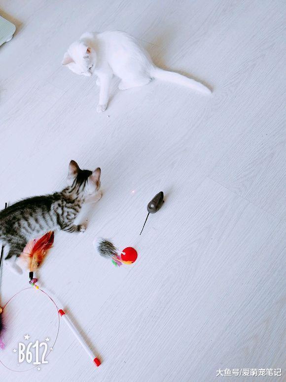 网友买完车后, 开车途中发现一只流浪猫在机箱盖里, 索性带回家了