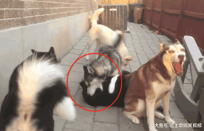 网友养了只猛犬, 结果被二哈“四兄弟”带偏了: 还能看家?