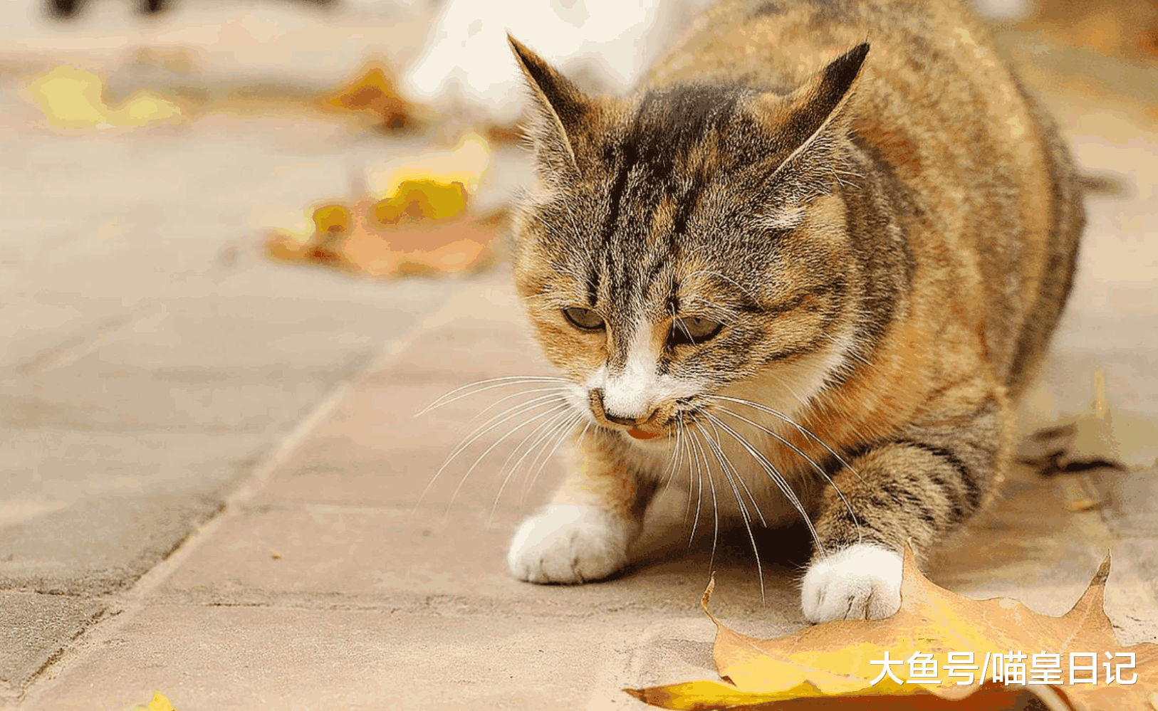 养猫是一件麻烦的事吗? 铲屎官: 是的, 怕麻烦的人就不要养了!