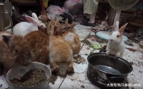 2兔暴增50只挤在蟑螂垃圾堆、满地粪便食物只有厨余