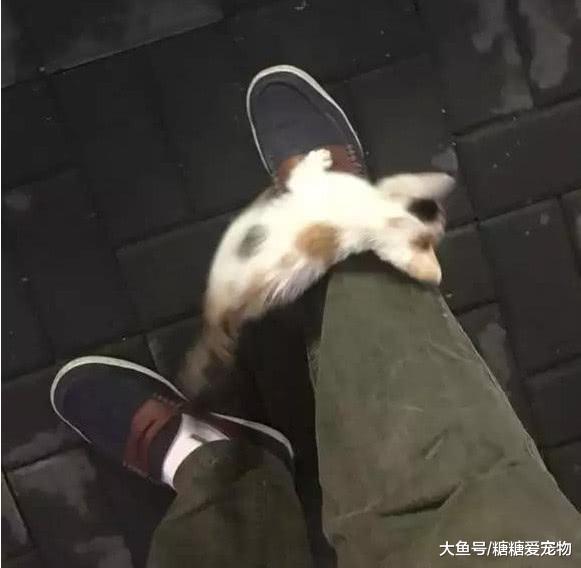 路遇一只流浪小猫“碰瓷”, 拽着男子的腿往上爬, 猫: 你是我主人