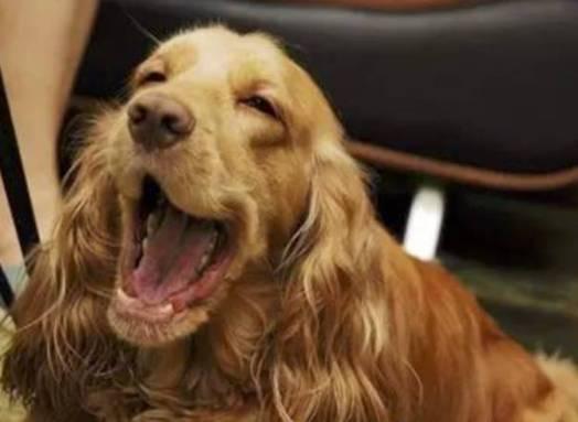 我们为什么要养狗? 也许这就是最好的答案吧!