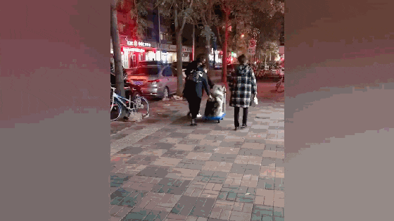 大肥狗娇生惯养, 出门不走路, 去美容店洗澡都要三个人推车护送…
