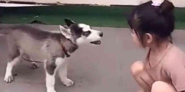 哈士奇和熊孩子互怼, 主人很头疼, 二哈: 我吵架就没输过!