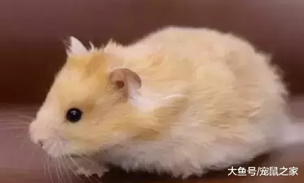 一文带你走进仓鼠世界: 仓鼠种类之叙利亚仓鼠(上)