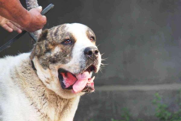 世界上体型最大的犬种, 堪称狗狗中的巨无霸