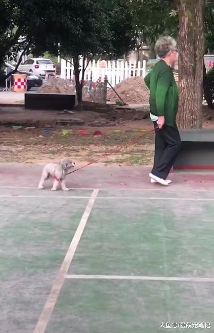 贵宾犬的腿被绳子卡住了, 老奶奶以为它不愿走使劲拽着, 好随性啊