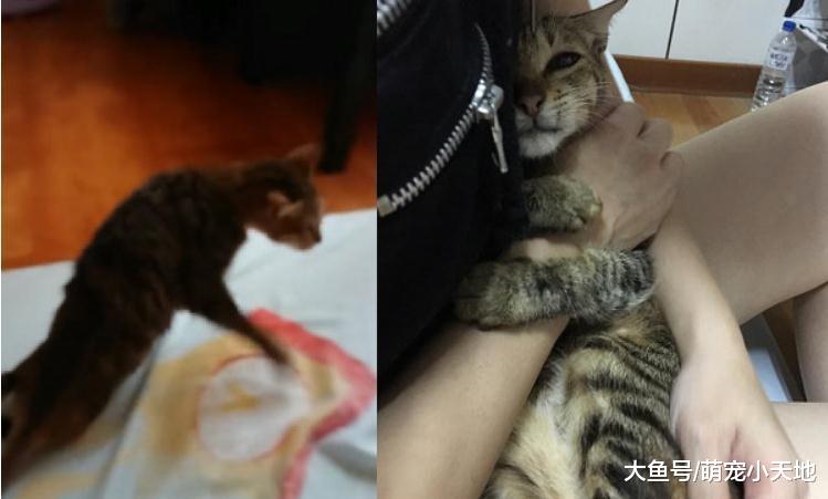 前饲主称被咬用消毒水狂喷脸, 她收编瘫痪猫: 手过去就讨摸