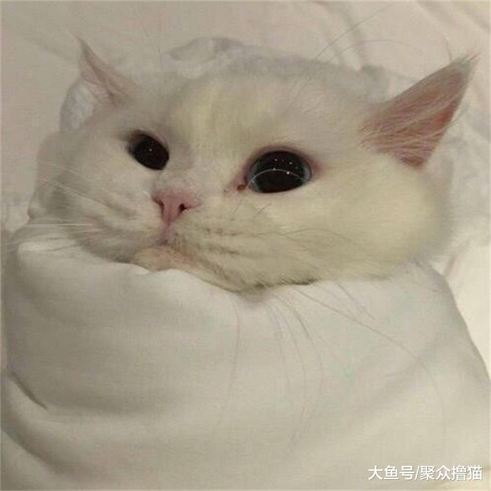 猫咪裹紧被子取暖, 真的保健就是别冻着自己, 比权健的火疗好多了