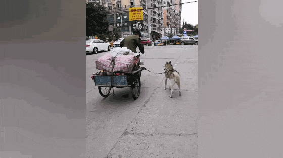 哈士奇跟大爷一起收破烂, 不仅会帮忙看货, 上坡时还帮主人拉三轮