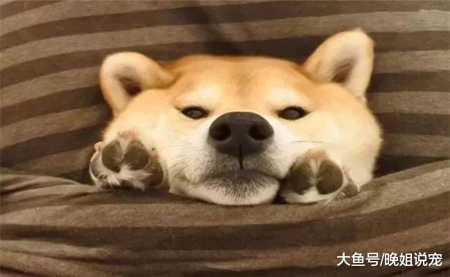宠主买回一只柴犬, 给它吃了很多好吃的, 二哈见后急得上蹿下跳