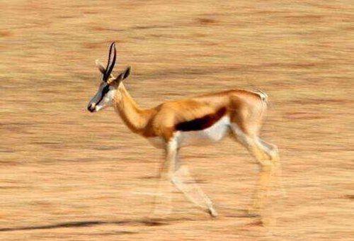 陆地上10大速度最快的动物, 猎豹无悬念榜首, 非洲狮仅第七
