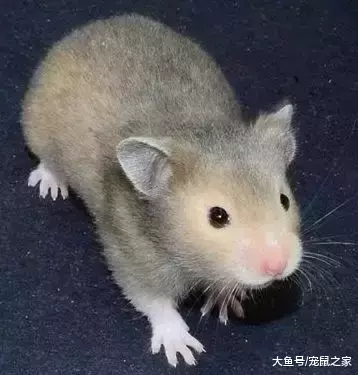 一文带你走进仓鼠世界: 仓鼠种类之叙利亚仓鼠(上)