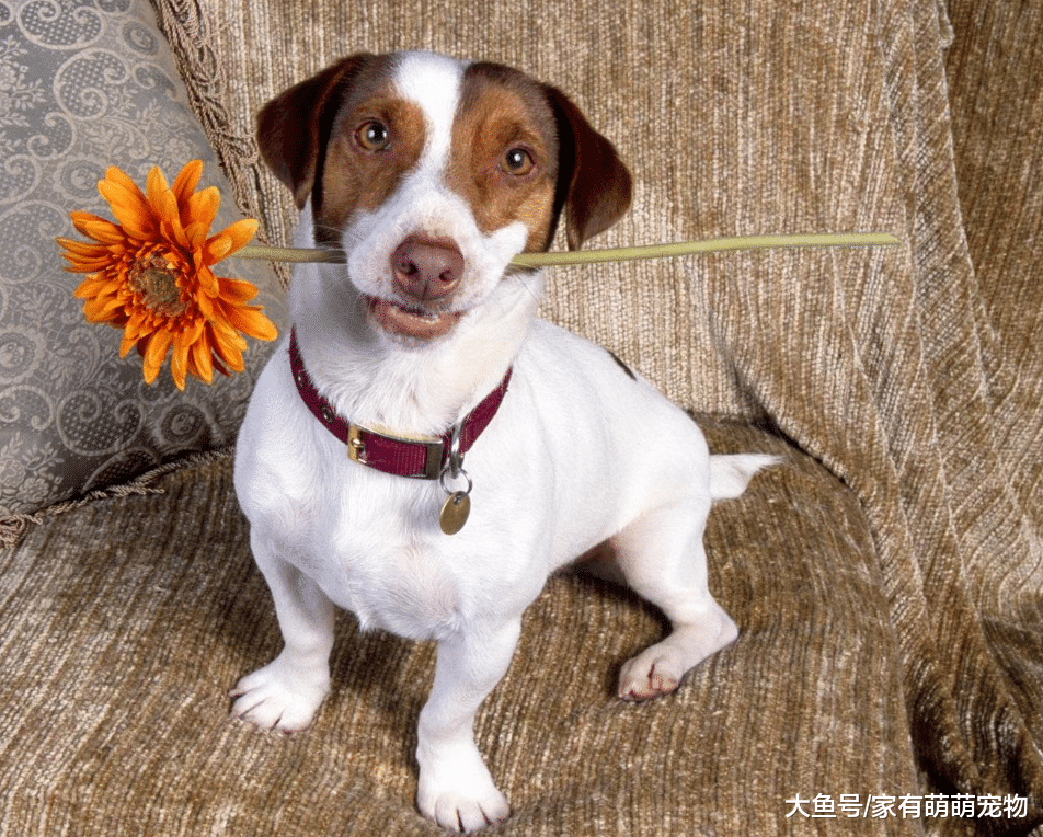 养狗会让人改变很多, 若有这5种情况, 说明你已经离不开狗子了!