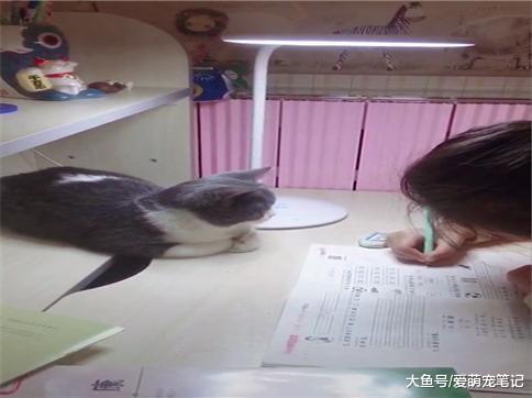 英短猫每天陪伴小主人写作业, 从来不捣乱, 网友: 全网最认真的喵