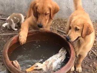 鸭子在水缸里游泳, 金毛担心它溺水, 拼命咬着脖子往外拖, 笑喷了