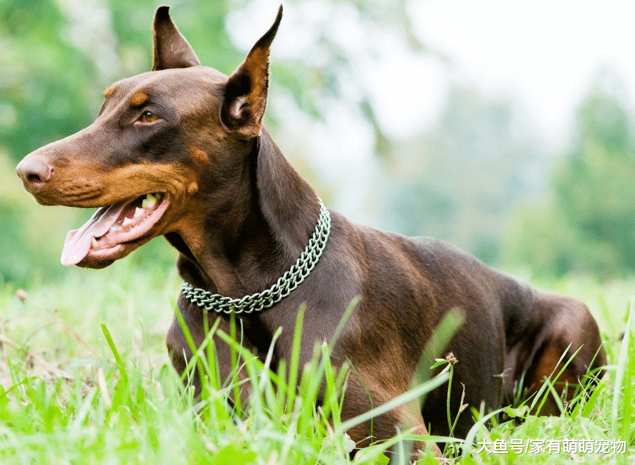 世界上最聪明的5种狗狗, 拉布拉多不上榜, 第一相当于保姆!