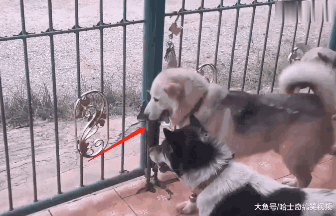 网友抱怨铁门都关不住二哈, 看到它“越狱”后: 谁说它笨的