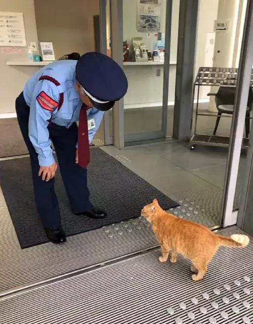 2017年这只黑猫来观展却被赶了出来, 今年它竟又带了只橘猫!