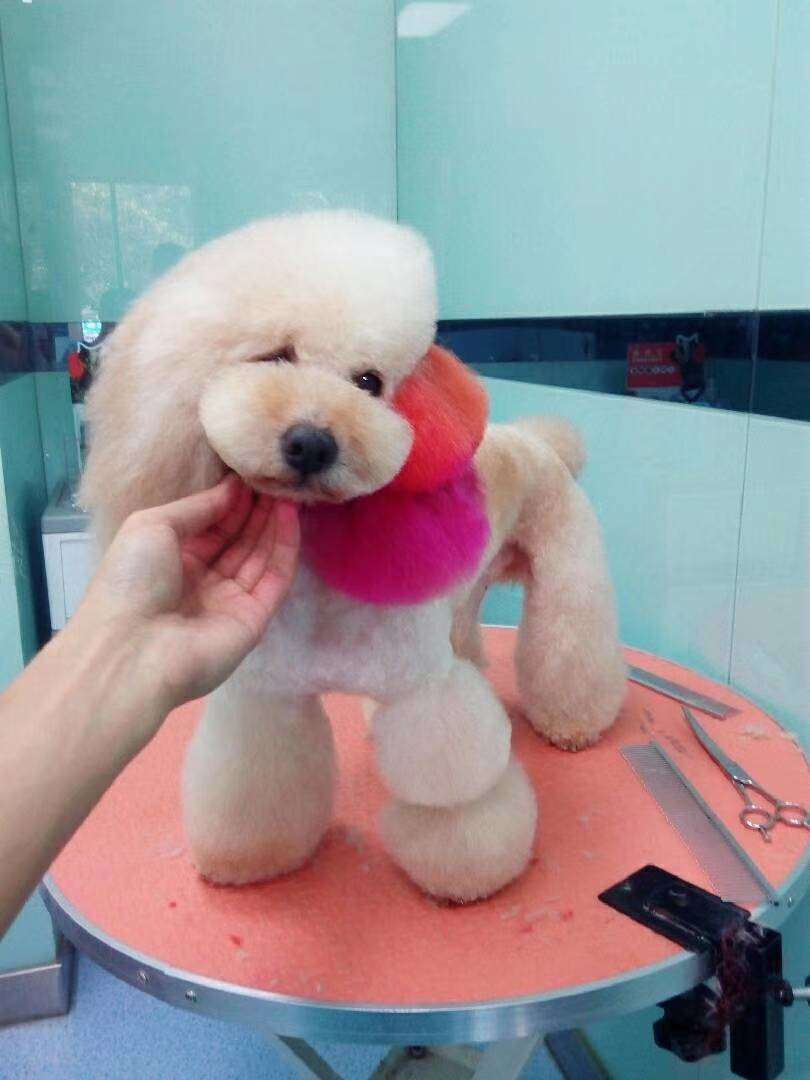 宠物绝育与梳毛的认识