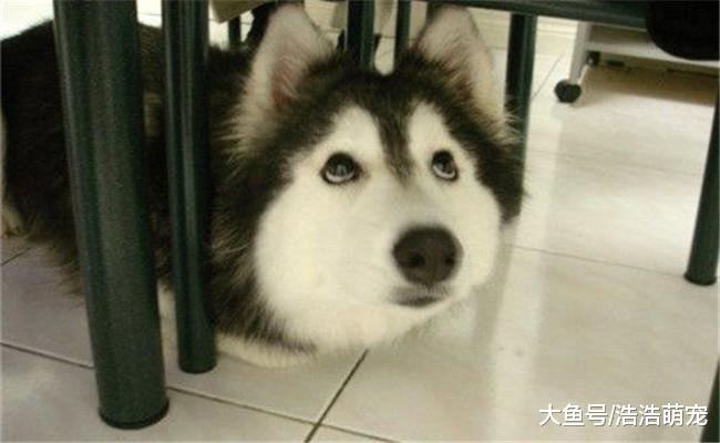 宠主回家看见家被二哈拆了, 他气的指着二哈: 我要煮了你