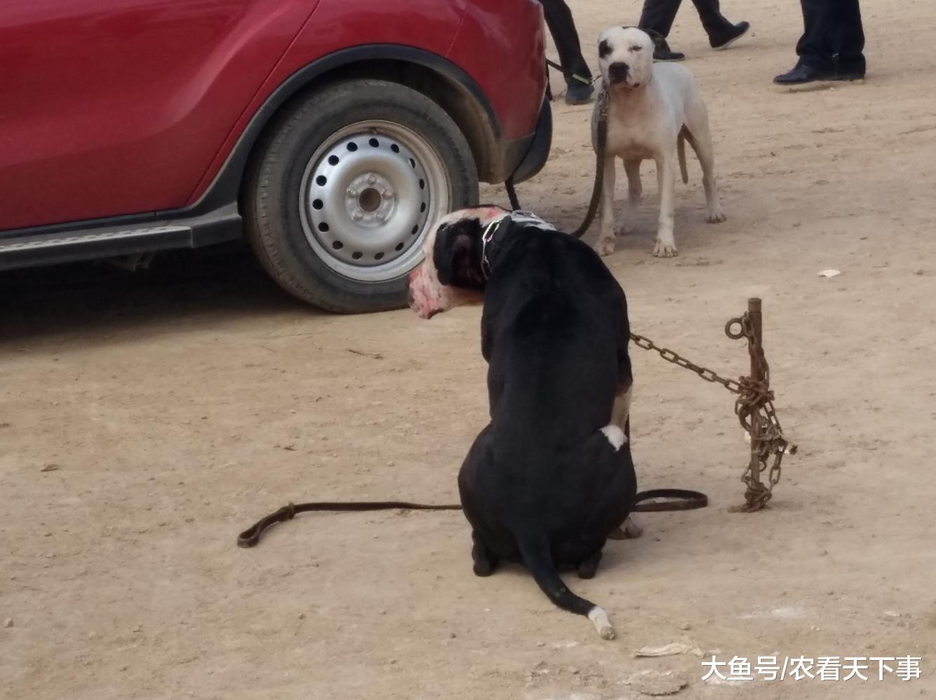 你知道比特犬吗? 狗市代售比特犬曾经是作为斗犬饲养!