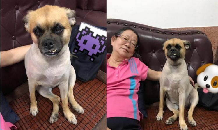 暴牙汪剃毛后好委屈, 眼睛泛泪找阿嬷哭: 毛毛没了